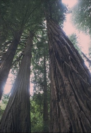 California Redwoods - Image courtesy of the California State Library - www.library.ca.gov/ history/images/redwoods.jpg