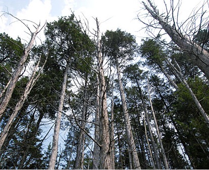 forest16001