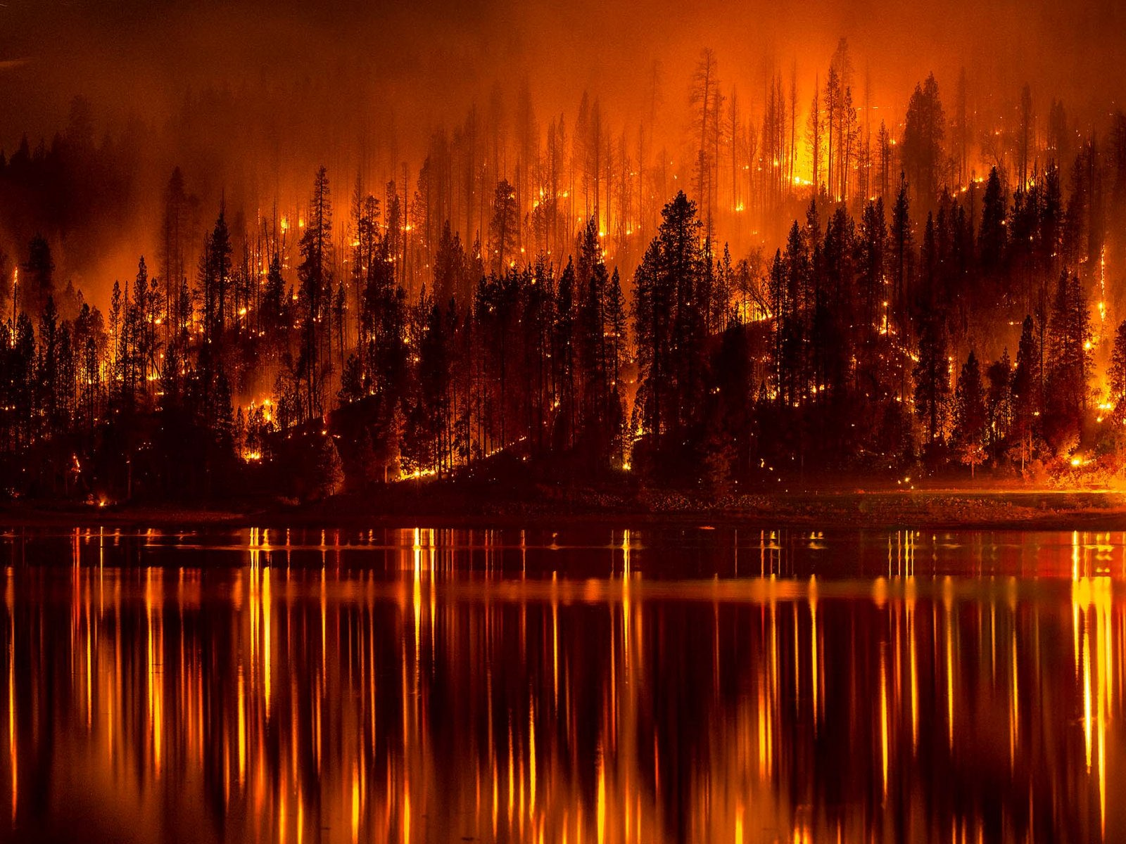 Forest Management and Fires