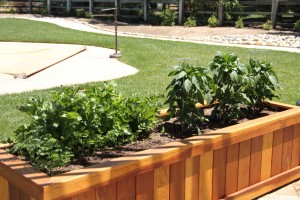 veggies2