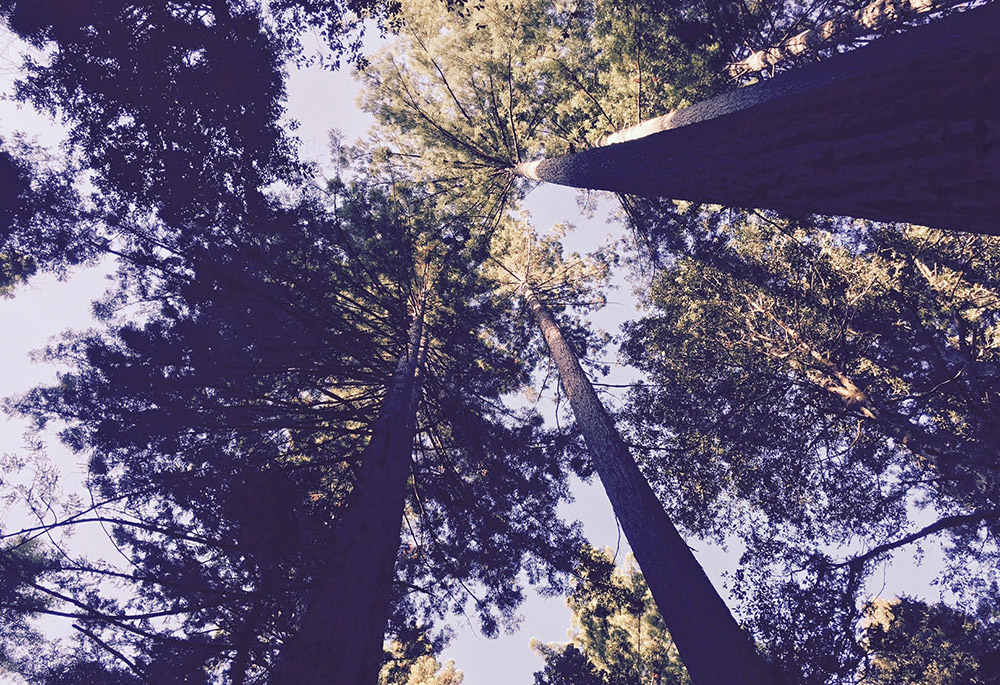 Canopy is kept mostly closed after the thinning is completed