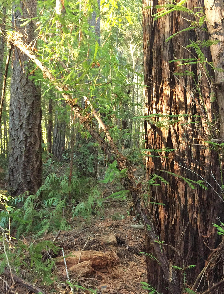 view of Sanctuary Forest stand after thinning completed (1000px)