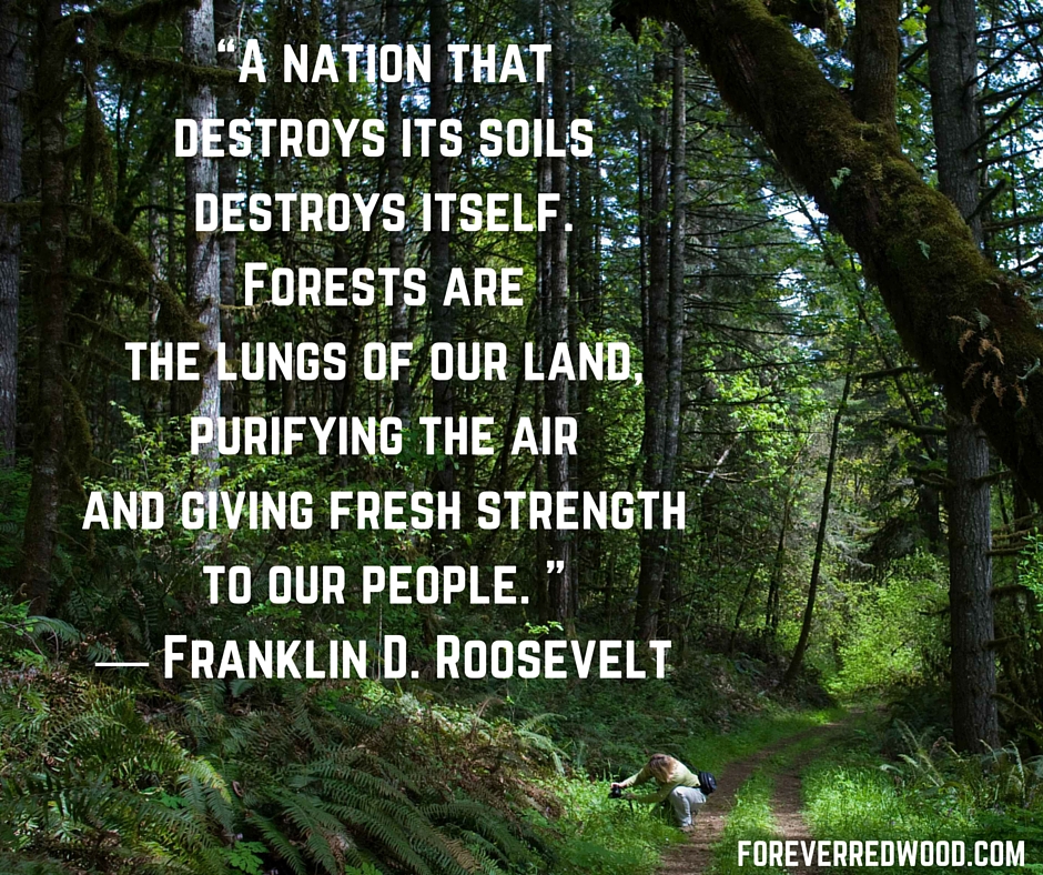 A Beginner's Guide to Restoration Forestry