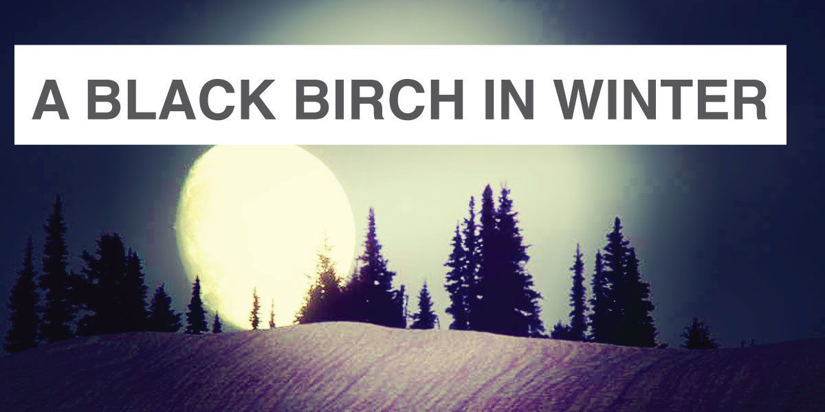 A Black Birch in Winter