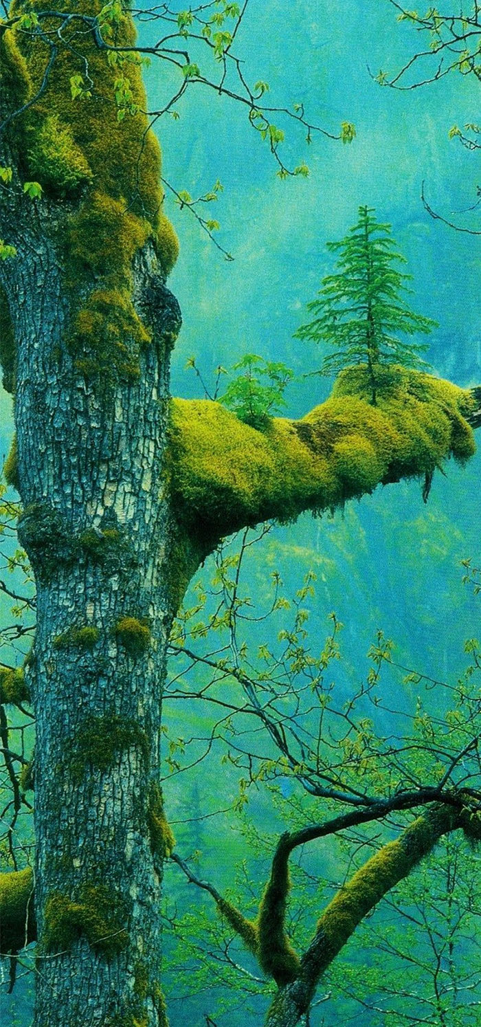 This will brighten your day! #3 is a redwood of course!
