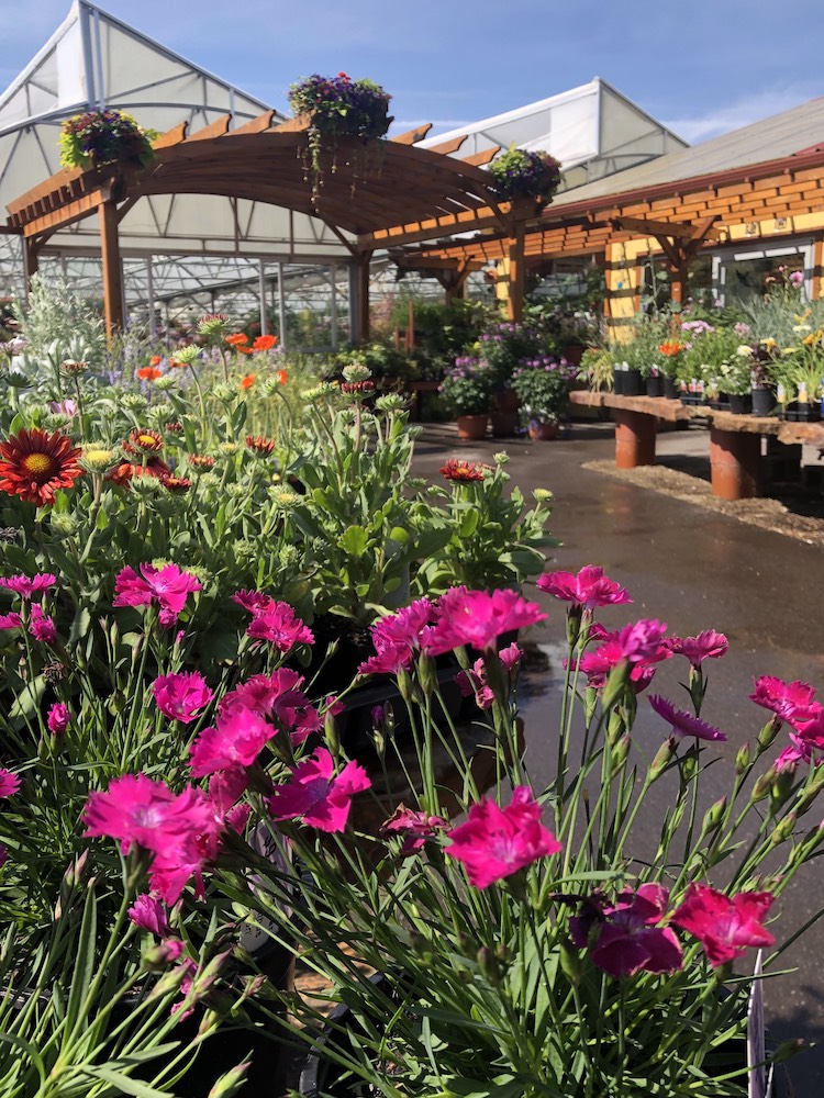 This pergola helped a family gardening business stand out