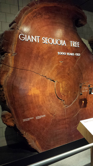 Giant Sequoia Tree