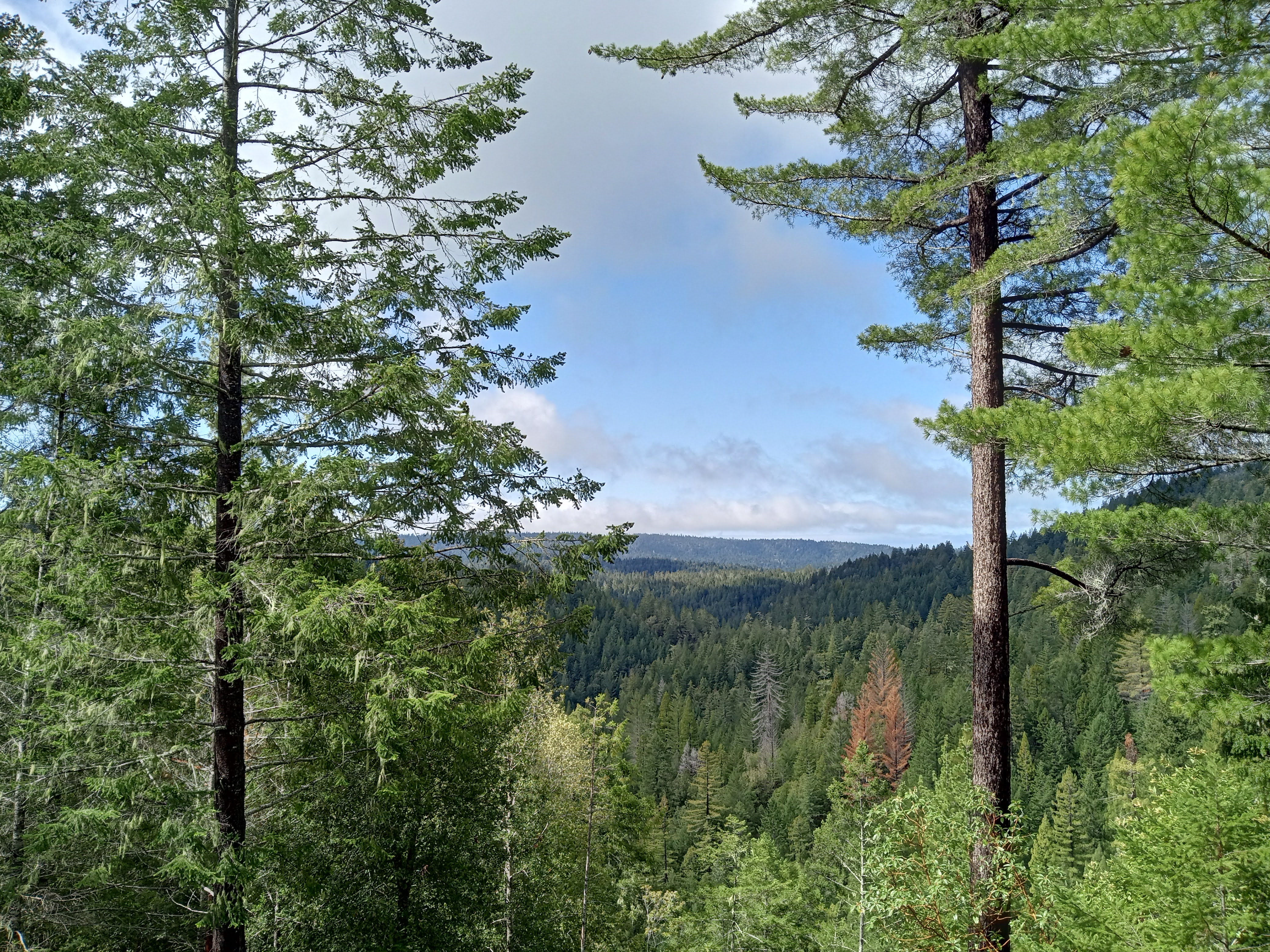 Forever Redwood forestland in Sonoma County