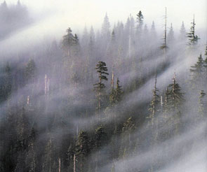 Fog Over The Redwoods