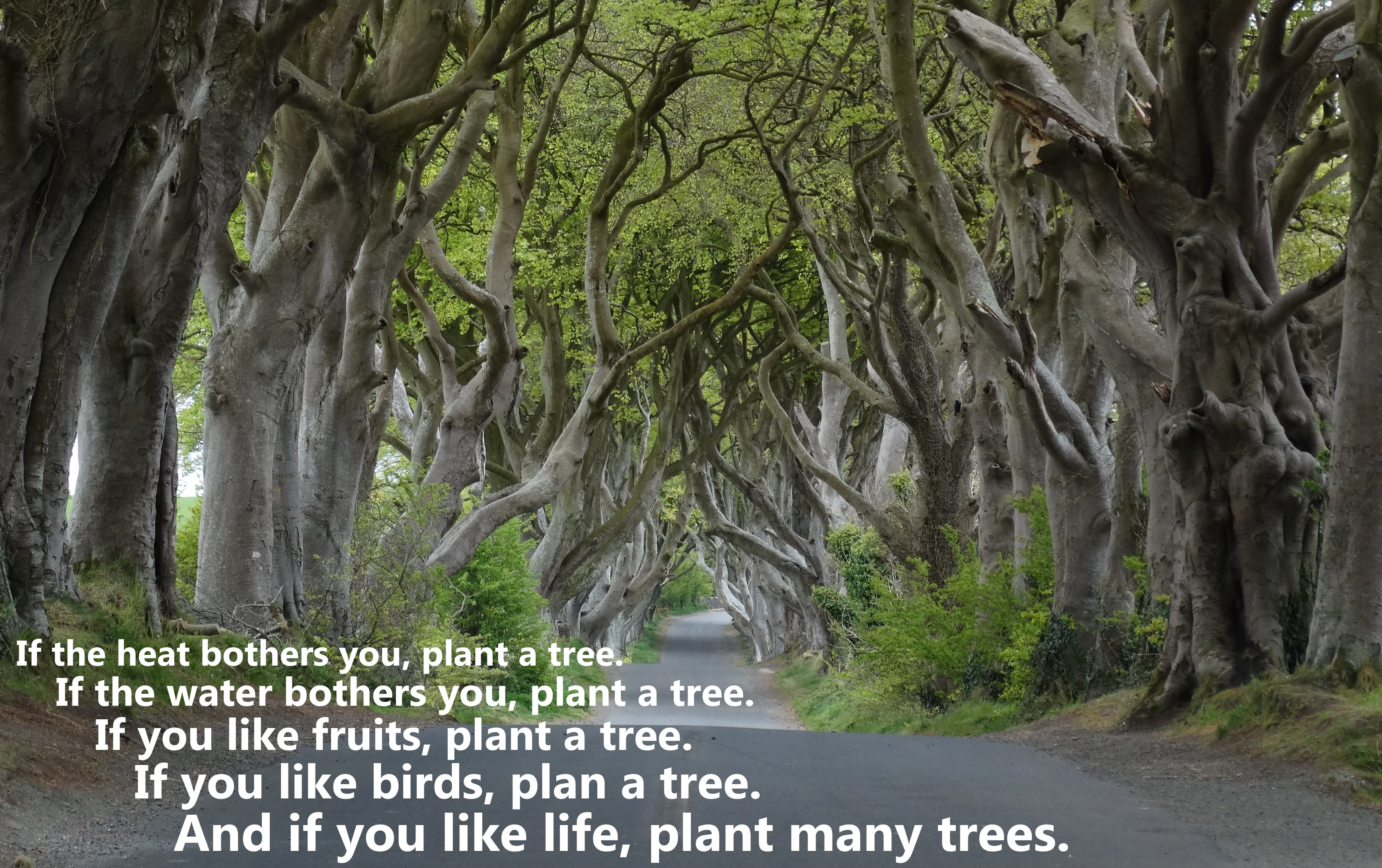 Plant a Tree