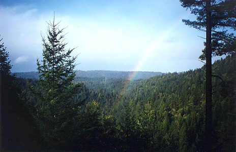 A Rainbow Over the Redwoods