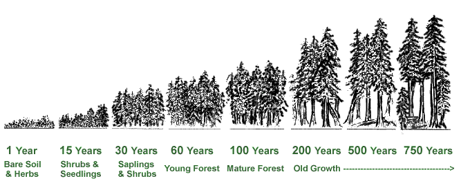 Redwood Growth Timeline