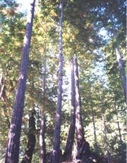 Redwoods After Thinning